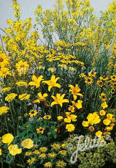 Perennial Mix yellow colors, low, up to 30 cm Portion(s)