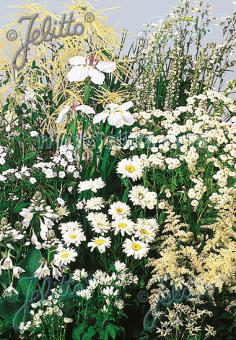 Perennial Mix white colors, medium, 30-80 cm Portion(s)