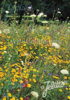 Schmetterlings- und Wildbienensaum Portion(en)