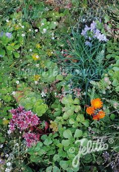Basic Herbal Plant Mix for Green Roofs Portion(s)