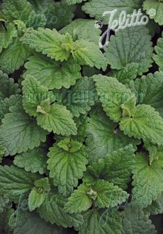 NEPETA cataria   Portion(s)