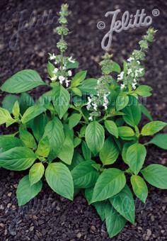 OCIMUM americanum  'Typ Lime' Portion(s)