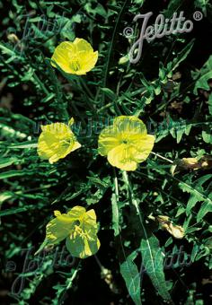 OENOTHERA acaulis var. aurea   Portion(s)