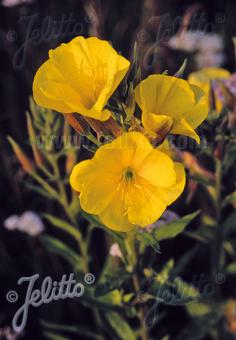 OENOTHERA glazioviana   Portion(en)