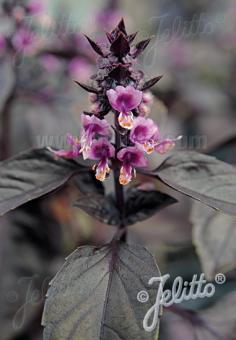 OCIMUM basilicum  'Typ Dark Opal' Portion(s)