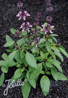 OCIMUM basilicum var. thyrsiflorum  'Typ Thai' Portion(en)