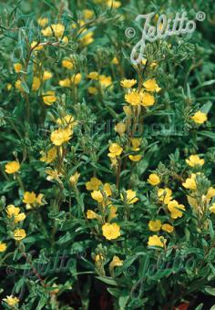 OENOTHERA perennis   Portion(s)