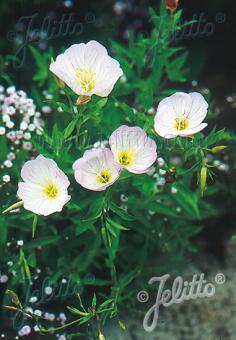 OENOTHERA speciosa   Portion(s)