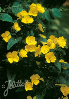 OENOTHERA tetragona   Portion(en)