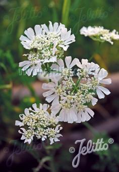 ORLAYA grandiflora   Portion(s)