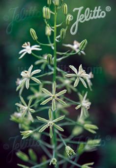 ORNITHOGALUM pyrenaicum   Portion(en)