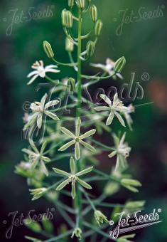 ORNITHOGALUM pyrenaicum   Portion(en)