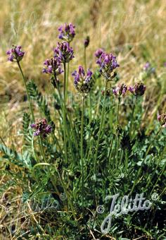 OXYTROPIS lapponica   Portion(en)