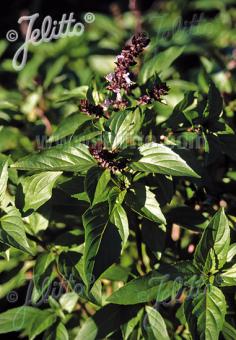 OCIMUM basilicum  'Typ Cinnamon' Portion(s)