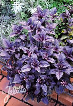 OCIMUM basilicum  'Typ Red Rubin' Portion(en)