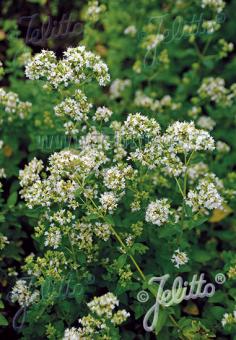 ORIGANUM vulgare var. albiflorum   Portion(s)