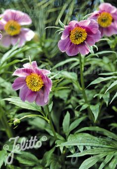 PAEONIA anomala   Portion(en)