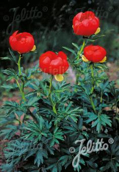 PAEONIA peregrina   Portion(en)