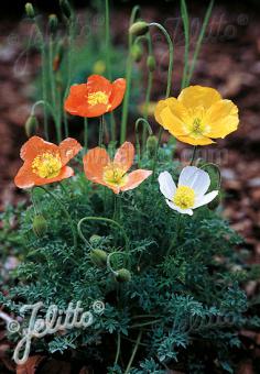 PAPAVER Alpinum-Hybr.   Portion(en)