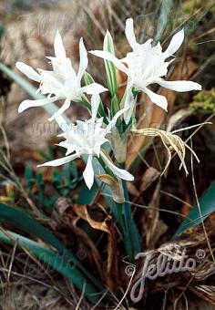 PANCRATIUM maritimum   Portion(en)