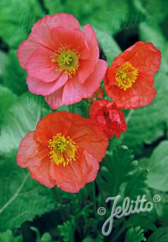 PAPAVER Nudicaule-Hybr. Champagne Bubbles F1-Series 'Champagne Bubbles F1 Pink' Portion(s)