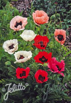 PAPAVER Orientale-Hybr.  'Prachtmischung' Portion(en)