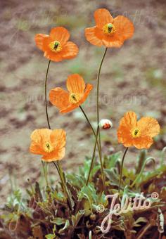 PAPAVER rupifragum   Portion(s)