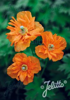 PAPAVER rupifragum  'Flore Pleno' Portion(s)