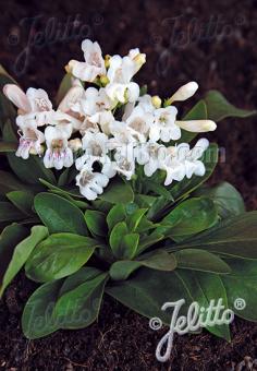 PENSTEMON barbatus f. nanus Pinacolada-Serie 'Pinacolada White Shades' Portion(en)