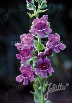 PENSTEMON cobaea   Portion(en)