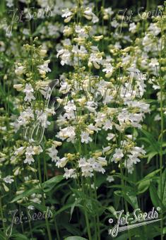 PENSTEMON digitalis   Portion(en)