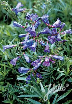 PENSTEMON heterophyllus  'Züriblau' Portion(en)