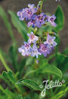 PENSTEMON virens   Portion(en)