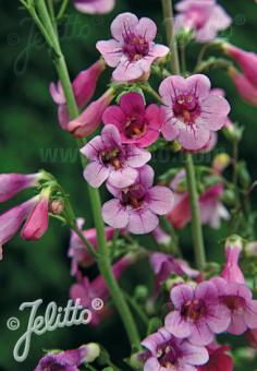 PENSTEMON parryi   Portion(en)