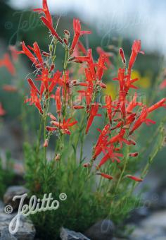 PENSTEMON pinifolius   Portion(en)