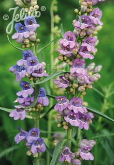 PENSTEMON virgatus   Portion(en)