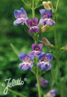 PENSTEMON speciosus   Portion(en)