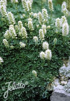 PETROPHYTUM caespitosum   Portion(s)