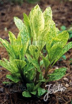 PHYTOLACCA americana f. variegata  'Silberstein' Gram