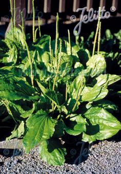 PLANTAGO major   Portion(en)