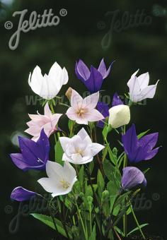 PLATYCODON grandiflorus  'Mixed Hybrids' Portion(s)