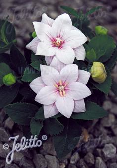 PLATYCODON grandiflorus F1-Hybr. Astra-Series 'Astra Pink-semi-double Portion(s)