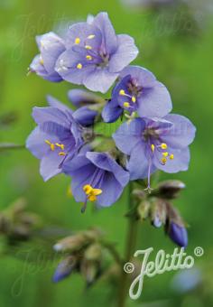 POLEMONIUM caeruleum   Portion(s)