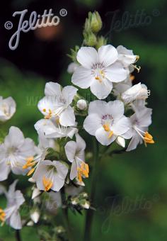 POLEMONIUM caeruleum f. album   Portion(s)