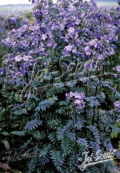 POLEMONIUM yezoense  'Purple Rain Strain' Portion(en)