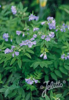 POLEMONIUM reptans   Portion(en)