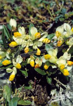 POLYGALA chamaebuxus   Portion(s)