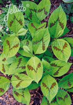 POLYGONUM virginianum   Portion(s)