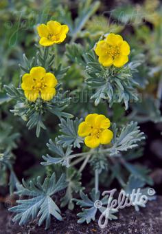 POTENTILLA calabra   Portion(en)