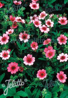 POTENTILLA nepalensis  'Shogran' Portion(s)